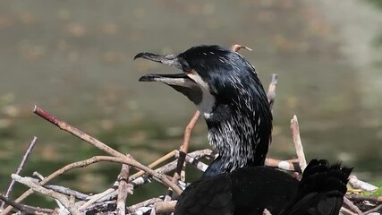 female cormorant sitting on a nest against a blurred background, slow motion