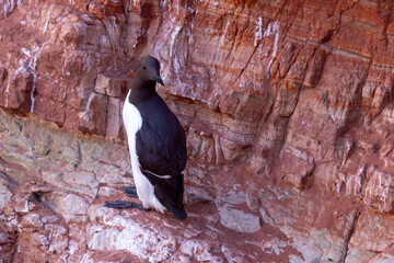 Nurzyk, nurzyk podbielały (Uria aalge) © Grzegorz