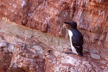 Nurzyk, nurzyk podbielały (Uria aalge) © Grzegorz