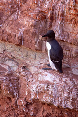 Nurzyk, nurzyk podbielały (Uria aalge) © Grzegorz
