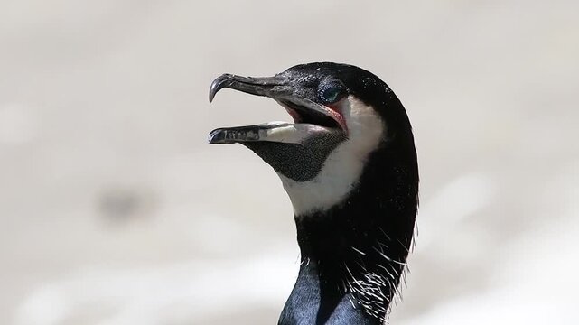 cormorant breathes heavily during the heat against a blurred background; slow motion