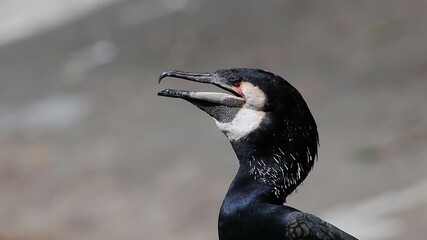 cormorant breathes heavily during the heat against a blurred background, slow motion