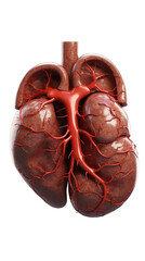 Detailed anatomical illustration of a human heart with prominent pulmonary arteries and aorta