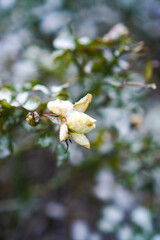 Vertical photo with a blossoming white rose on a branch of a shrub covered with snow during the frost in December