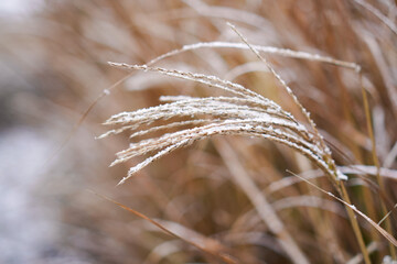 Close-up of grass blades covered in snowflakes, capturing the delicate beauty of nature during winter. Frost outlines each blade, creating a serene and peaceful scene