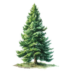 Fototapeta premium Artistic isometric watercolor image of Douglas Fir Tree, isolated on a white surface.