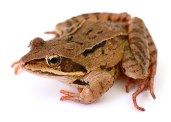 Common brown frog sitting isolated on white background