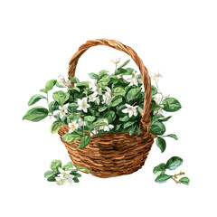 Fototapeta premium A watercolor isometric illustration of Jasmine Basket, cleanly isolated on white background.