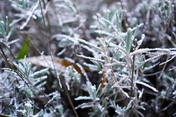 Lavender shrub with green leaves covered with snow during frost in December close-up