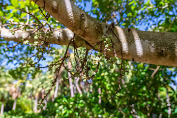 Fototapeta premium Botanical close-up of clusters of unripe green berries on a tropical tree. Sunlight filtering through the leaves creates a beautiful outdoor garden scene