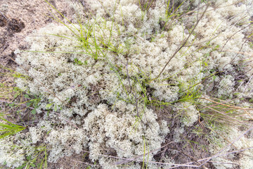 Reindeer moss lichen growing on tundra groundcover