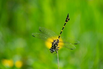 dragonfly on the grass