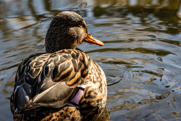 Female Mallard duck looking back with water droplets on feathers and concentric ripples on pond surface