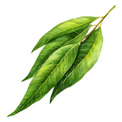 Obraz premium Mango Leaf illustrated in isometric watercolor style, isolated on white.