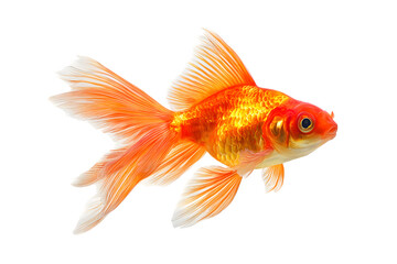 Vibrant orange goldfish swimming elegantly in clear water environment