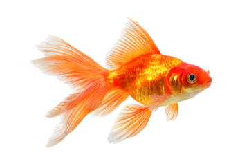 Vibrant orange goldfish swimming elegantly in clear water environment