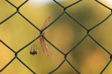 semi di tiglio in autunno su una recinzione