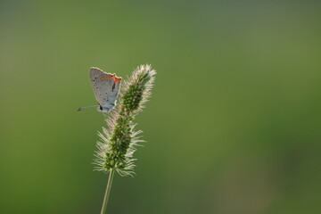 una farfalla argo bronzeo su una spiga al tramonto