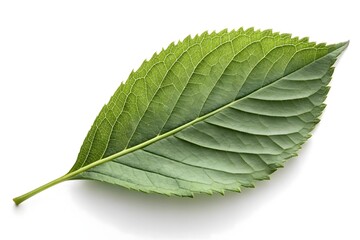 Obraz premium Vibrant green leaf with serrated edges on white background