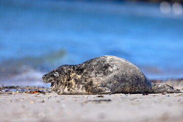 Szarytka morska, foka szara (Halichoerus grypus) © Grzegorz