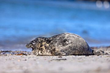 Szarytka morska, foka szara (Halichoerus grypus) © Grzegorz