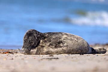 Szarytka morska, foka szara (Halichoerus grypus) © Grzegorz