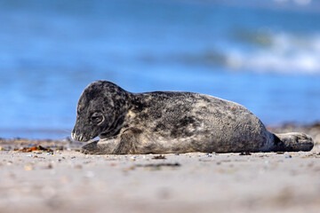 Szarytka morska, foka szara (Halichoerus grypus) © Grzegorz