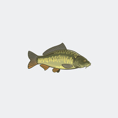 mirror carp color