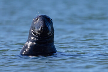 Szarytka morska, foka szara (Halichoerus grypus) © Grzegorz
