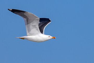 Mewa żółtonoga (Larus fuscus) © Grzegorz