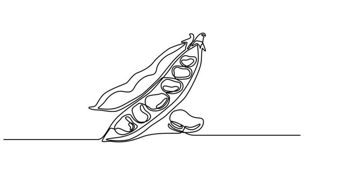 Animated self drawing of Fava beans simple color vector illustration. One continuous line art drawing with lettering organic fava beans, Vector illustration of peas isolated  Animated, motion, video,
