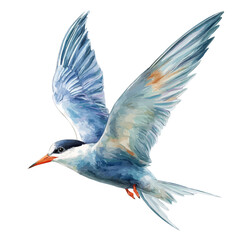 Obraz premium Tern in detailed isometric watercolor art, isolated on a pure white backdrop.