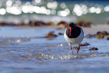 Ostrygojad (Haematopus ostralegus) © Grzegorz