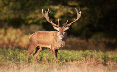 Red deer stag standing in green ferns in autumn