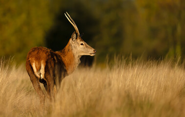 Portrait of young red deer stag standing in tall grass in meadow