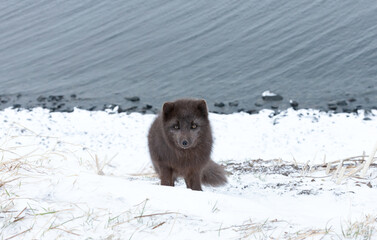 Blue morph Arctic fox standing on a steep snowy bank next to the ocean