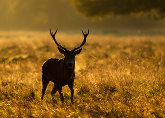 Silhouette of Red deer stag standing in a meadow against golden, misty sunrise in autumn