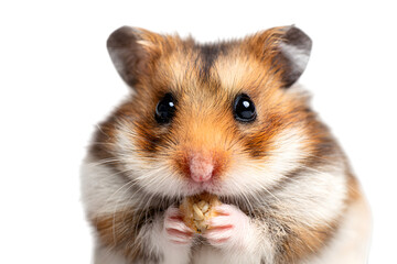 Cute Hamster Holding Food in Front of White Background