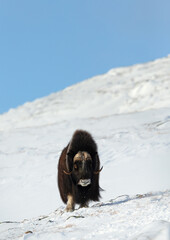 Musk ox standing in snowy winter landscape