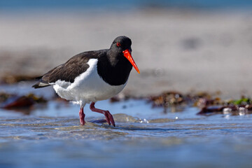 Ostrygojad (Haematopus ostralegus) © Grzegorz