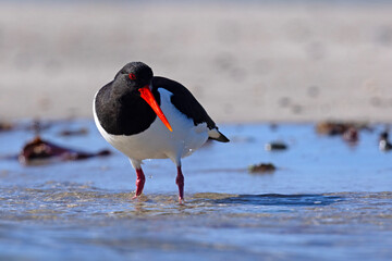 Ostrygojad (Haematopus ostralegus) © Grzegorz