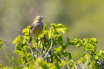 Świergotek łąkowy (Anthus pratensis) © Grzegorz