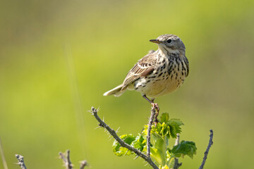 Świergotek łąkowy (Anthus pratensis) © Grzegorz
