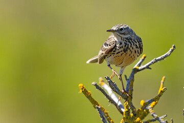 Świergotek łąkowy (Anthus pratensis) © Grzegorz