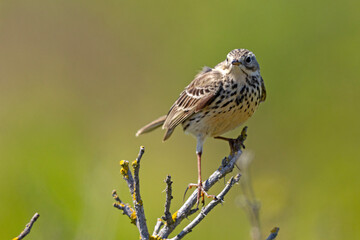 Świergotek łąkowy (Anthus pratensis) © Grzegorz