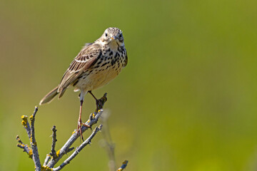 Świergotek łąkowy (Anthus pratensis) © Grzegorz