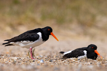 Ostrygojad (Haematopus ostralegus)