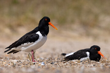 Ostrygojad (Haematopus ostralegus) © Grzegorz