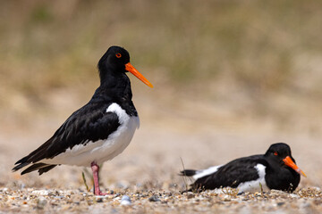 Ostrygojad (Haematopus ostralegus) © Grzegorz