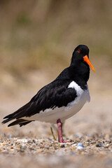 Ostrygojad (Haematopus ostralegus) © Grzegorz